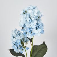 Light Blue Cone Hydrangea 60cm