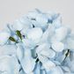 Light Blue Cone Hydrangea