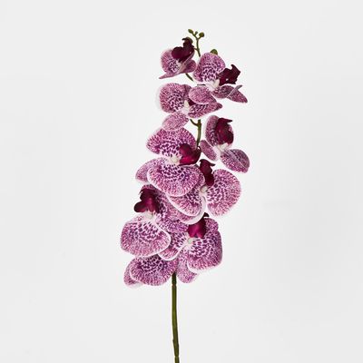 Purple Phalaenopsis Orchid