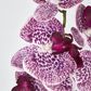 Purple Phalaenopsis Orchid