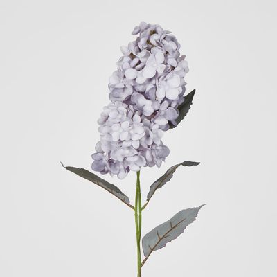 Lavender Cone Hydrangea x 2