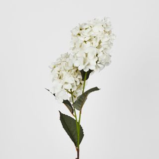 White Cone Hydrangea x 2