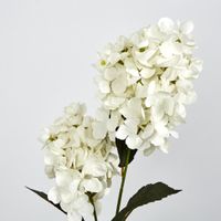 White Cone Hydrangea 93cm