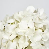 White Cone Hydrangea 93cm