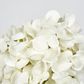 White Cone Hydrangea x 2