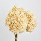 Dried Cream Hydrangea x 3 Bundle