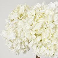 Dried White Hydrangea x 3 Bundle