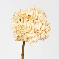 Dried Cream Hydrangea