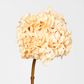 Dried Cream Hydrangea