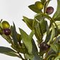 Olive Leaf Branch with Olives