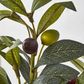 Olive Leaf Branch with Olives