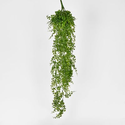 Maidenhair Fern Hanging Bush x 14