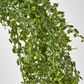 Maidenhair Fern Hanging Bush x 14