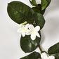 Stephanotis Garland 6FT