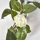 White Camellia Garland 6FT