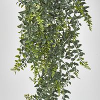 Hanging Baker Fern in Pot