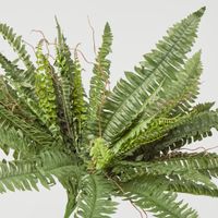 Boston Fern Bush x 4 48Lvs