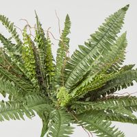 Boston Fern Bush x 4 48Lvs