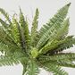 Boston Fern Bush x 4 48Lvs