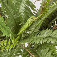 Boston Fern Bush x 4 48Lvs