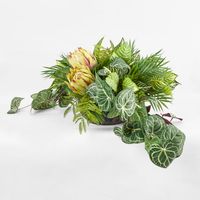 Hanging Green Syngonium Bush Vine