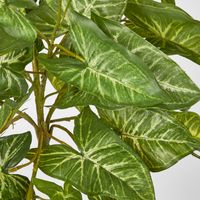 Hanging Green Syngonium Bush vine x 9