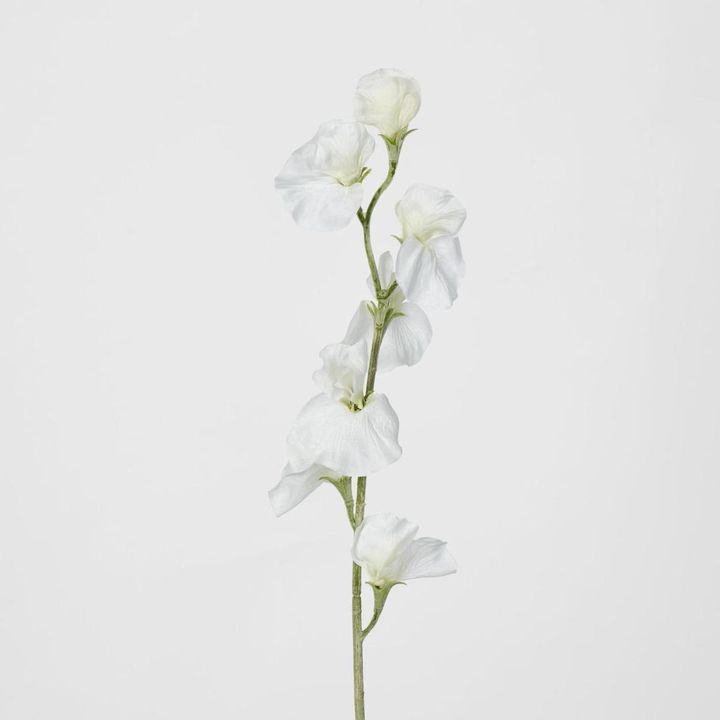 Sweetpea White