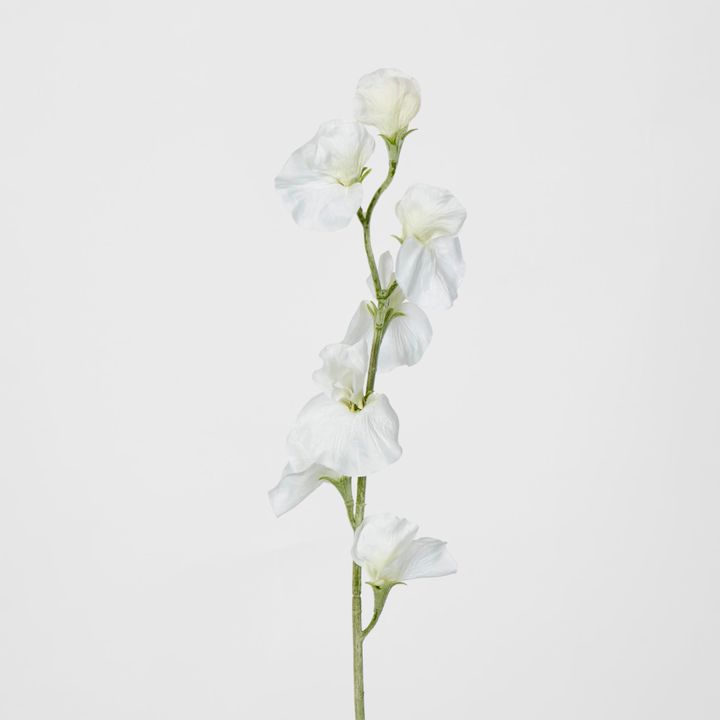 White Sweetpea