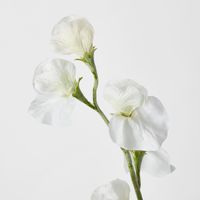 White Sweetpea