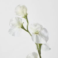 Sweetpea White