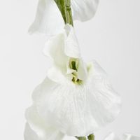 Sweetpea White