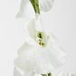 White Sweetpea