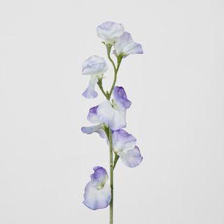 Blue Sweetpea