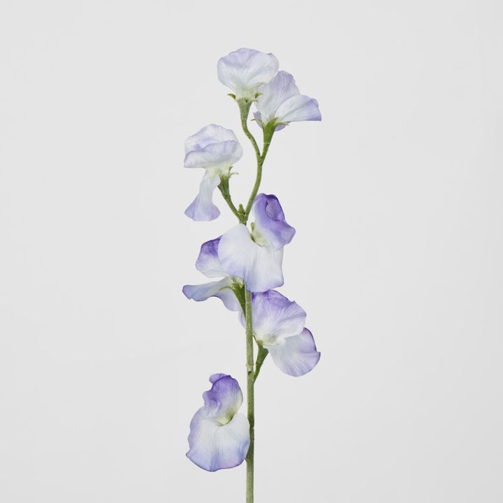 Blue Sweetpea