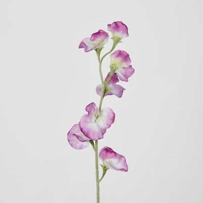 Pink Sweetpea