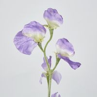 Purple Sweetpea