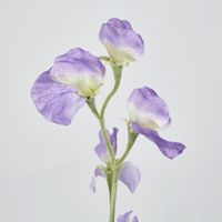 Sweetpea Purple