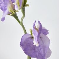 Sweetpea Purple