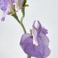 Purple Sweetpea