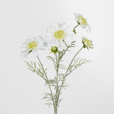 White Scabiosa 3 Flowers and 2 Buds