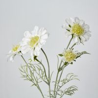 White Scabiosa 3 Flowers and 2 Buds