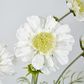 White Scabiosa 3 Flowers and 2 Buds