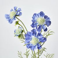 Dark Blue Scabiosa 3 Flowers and 2 Buds