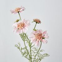 Scabiosa Spray with Buds Pink