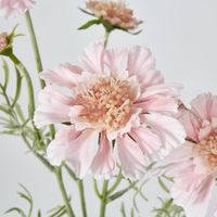 Scabiosa Spray with Buds Pink