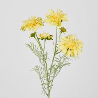 Yellow Scabiosa 3 Flowers and 2 Buds