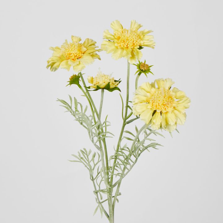 Yellow Scabiosa 3 Flowers and 2 Buds