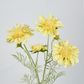 Yellow Scabiosa 3 Flowers and 2 Buds