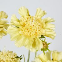 Yellow Scabiosa 3 Flowers and 2 Buds