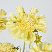Scabiosa Spray with Buds Yellow